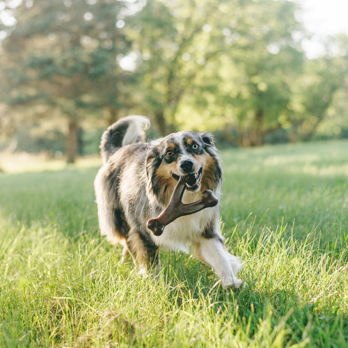 Benebone Peanut Butter Wishbone