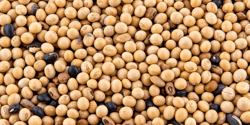 Evolved Harvest Mean Bean Pro Food Plot Seed