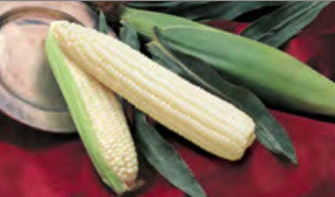 SWEETCORN SILVER QUEEN HYBRID (5 LB (EACH))