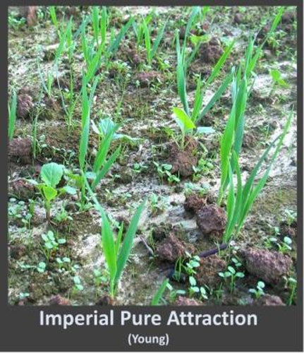 Whitetail Institute Imperial Pure Attraction