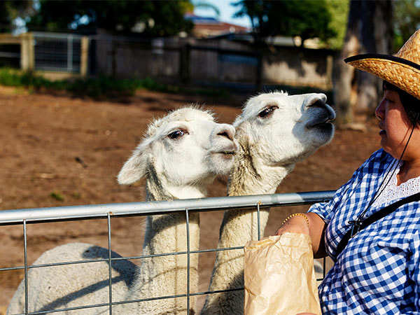 EXOTIC-ANIMAL-FEED-&-SUPPLIES-blurb