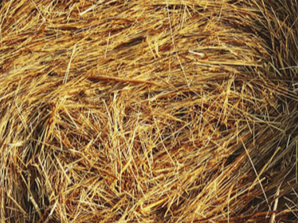 HAY-and-BEDDING-blurb