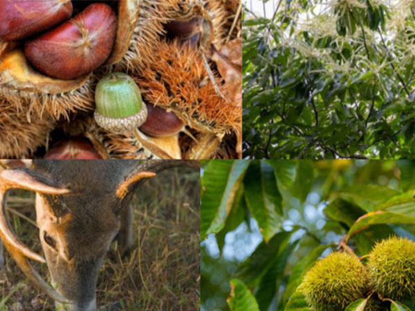 LIVE-TREE-ORDERS-BLURB