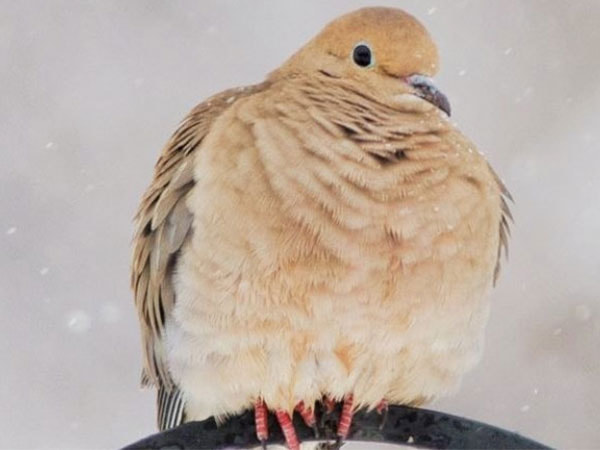 WILD-BIRD-FEED-AND-SUPPLIES-blurb