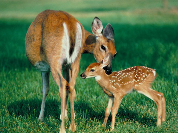 WILDLIFE-SUPPLIES-blurb