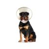 CP EARTH COLLAR DOG RECOVER XL