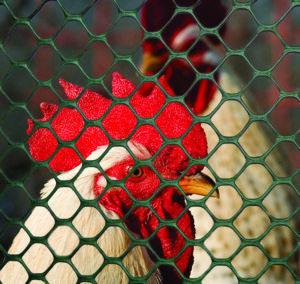 POUTLRY FENCE 3/4" 4X50FT