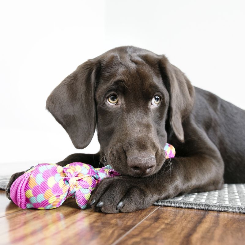 KONG WUBBA FINZ BLUE LG