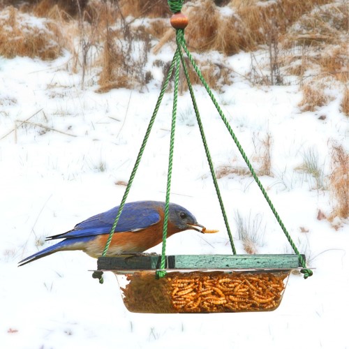 HANGING MEALWORM DISH FEEDER