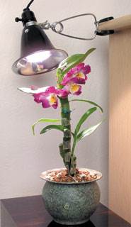 AGROSUN DAYSPOT GROW LIGHT