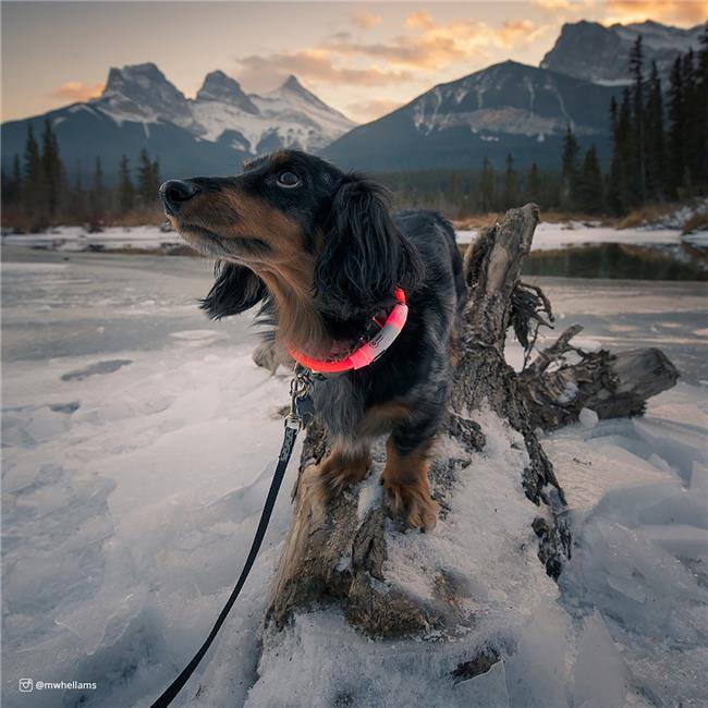 LIGHTUP NECK RING ORANGE 24"