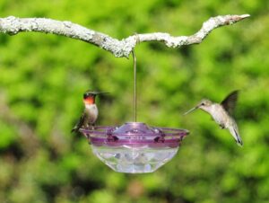 HUMMZINGER BLOSSOM FDR PLUM