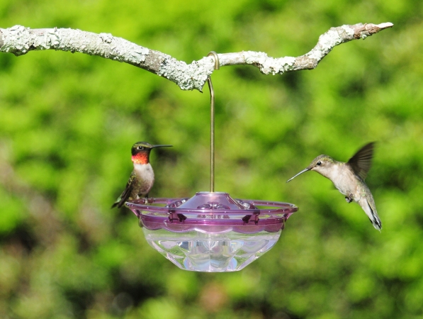 HUMMZINGER BLOSSOM FDR PLUM