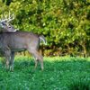 IMPERIAL WHITETAIL CLOVER 4# - Image 3
