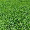 IMPERIAL WHITETAIL CLOVER 4# - Image 5