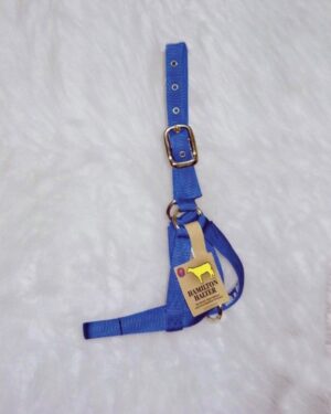 COW HALTER TURNOUT BLUE HAMILT