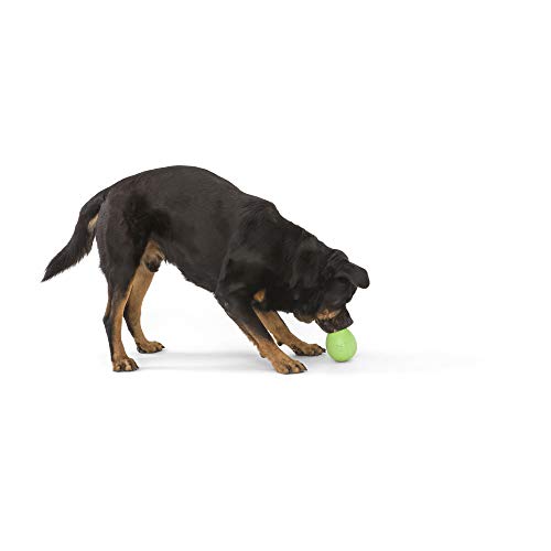 WEST PAW RUMBL LARGE - GREEN - Image 5