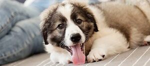 BB DOG LPF CHICKEN 30LB