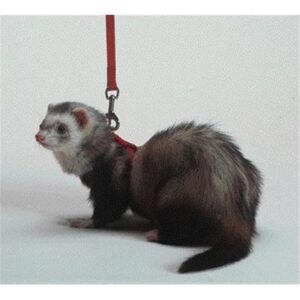FERRET HARNESS/LEAD 48" BLUE