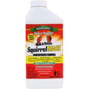 CONC SQUIRREL MACE 40OZ