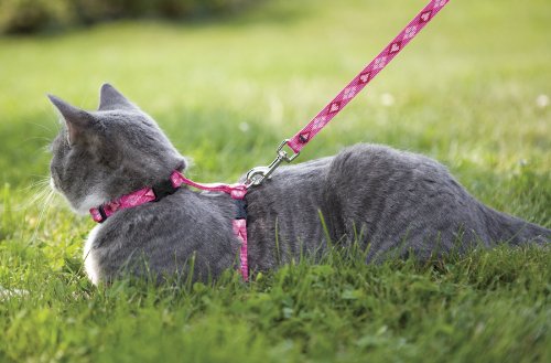 1/2" PUPPY LOVE 12-20 H-STYLE HR - Image 4