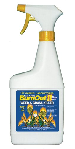 DEADBUG BREW CONC QT