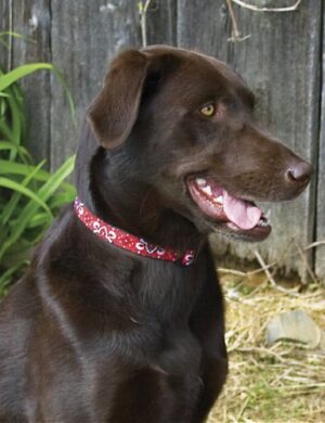 ADJ 3/4 15-25 COLLAR WILDW