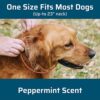 WC DOG F/T COLLAR PEPPERMINT - Image 3