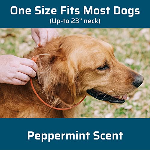 WC DOG F/T COLLAR PEPPERMINT - Image 3