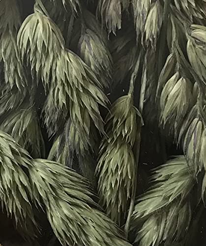 RND LAKE ORCHARD SEED 10 GM - Image 6