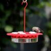 NW 2-N-1 HUMMINGBIRD FEEDER 13OZ - Image 2