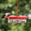 NW 2-N-1 HUMMINGBIRD FEEDER 13OZ - Image 9