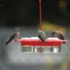 NW 2-N-1 HUMMINGBIRD FEEDER 13OZ - Image 10