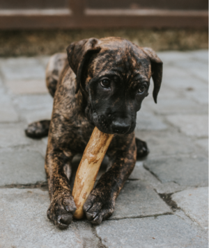 CANOPHERA WOOD DOG CHEW MED