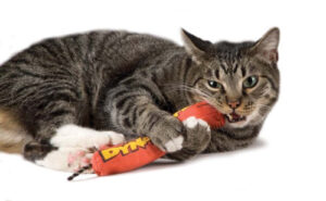 OH MAGIC DYNAMITE CAT COW GRN