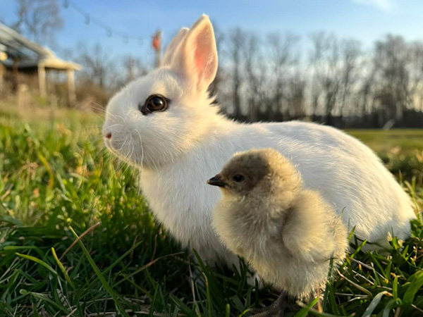 bunny in small animal feed and supplies