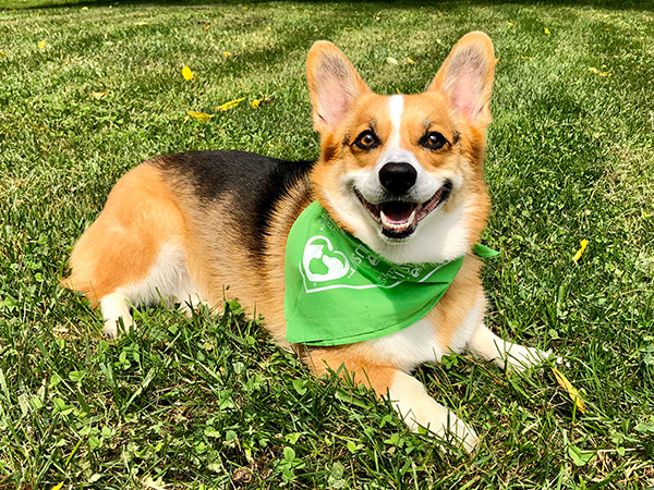 dog in pet food and supplies