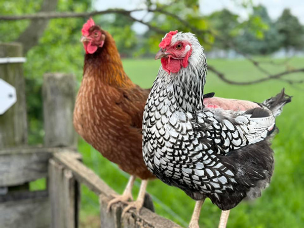 hens in poultry feed and supplies