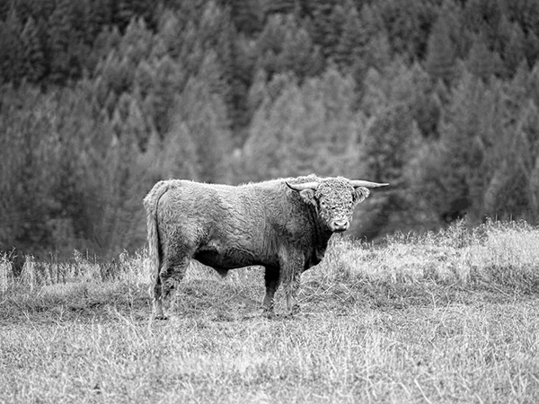 highlander steer in livestock feed and supplies
