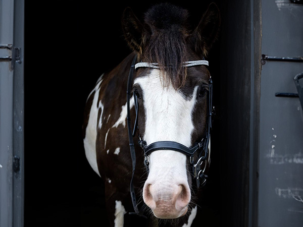 horse in equine nutrition expertise