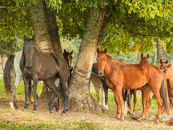 horses in horse feed and supplies