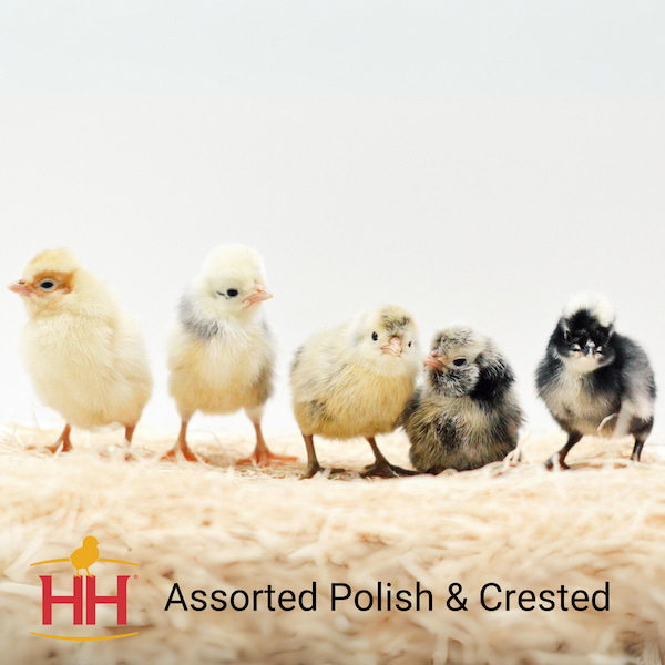 ASSORTED CRESTED & POLISH STRAIGHT RUN