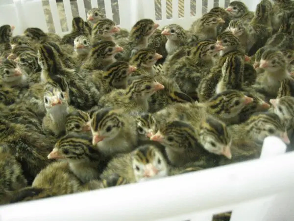 FRENCH GUINEA STRAIGHT RUN