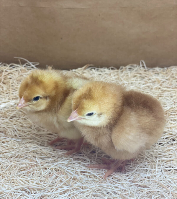 GOLDEN SEX LINK FEMALE CHICK