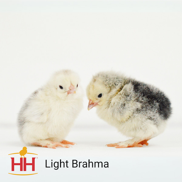 LIGHT BRAHMA FEMALE CHICK