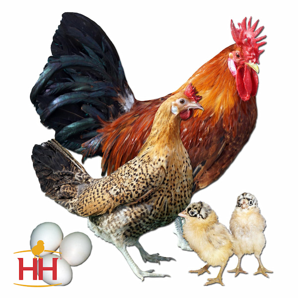 SICILIAN BUTTERCUP FEMALE CHICK & ADULT