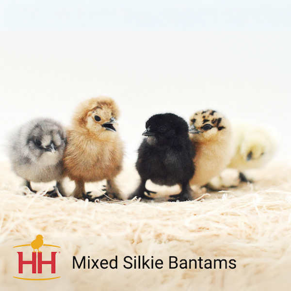 SILKIE BANTAM HATCHERY CHOICE STRAIGHT RUN