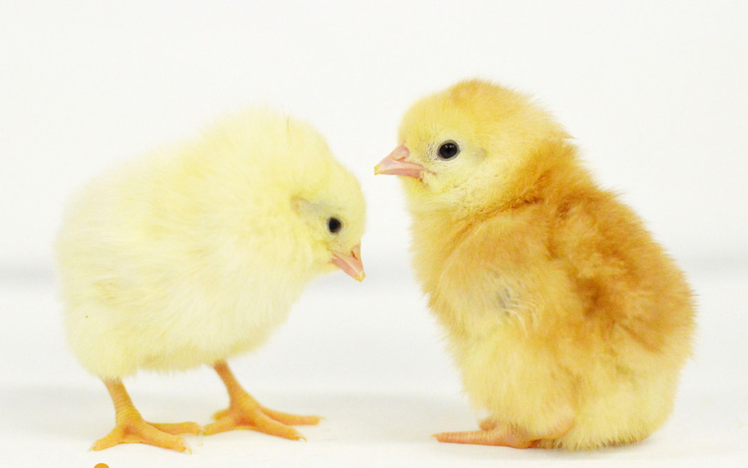 CALICO PRINCESS FEMALE CHICK