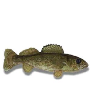 SD FRSHWATER WALLEYE