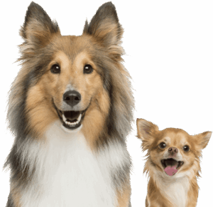 NOTHIN TO HIDE BEEF CHIP 8PK